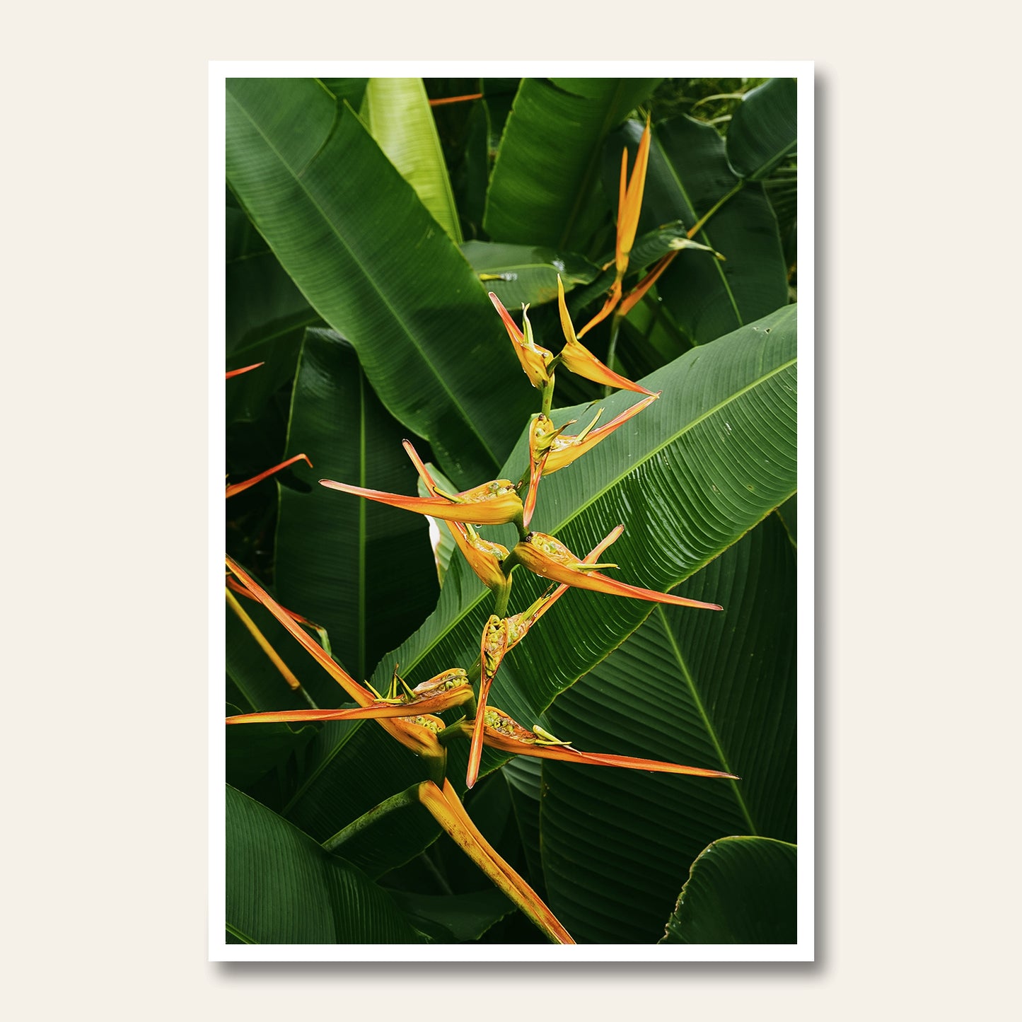 Bird of Paradise