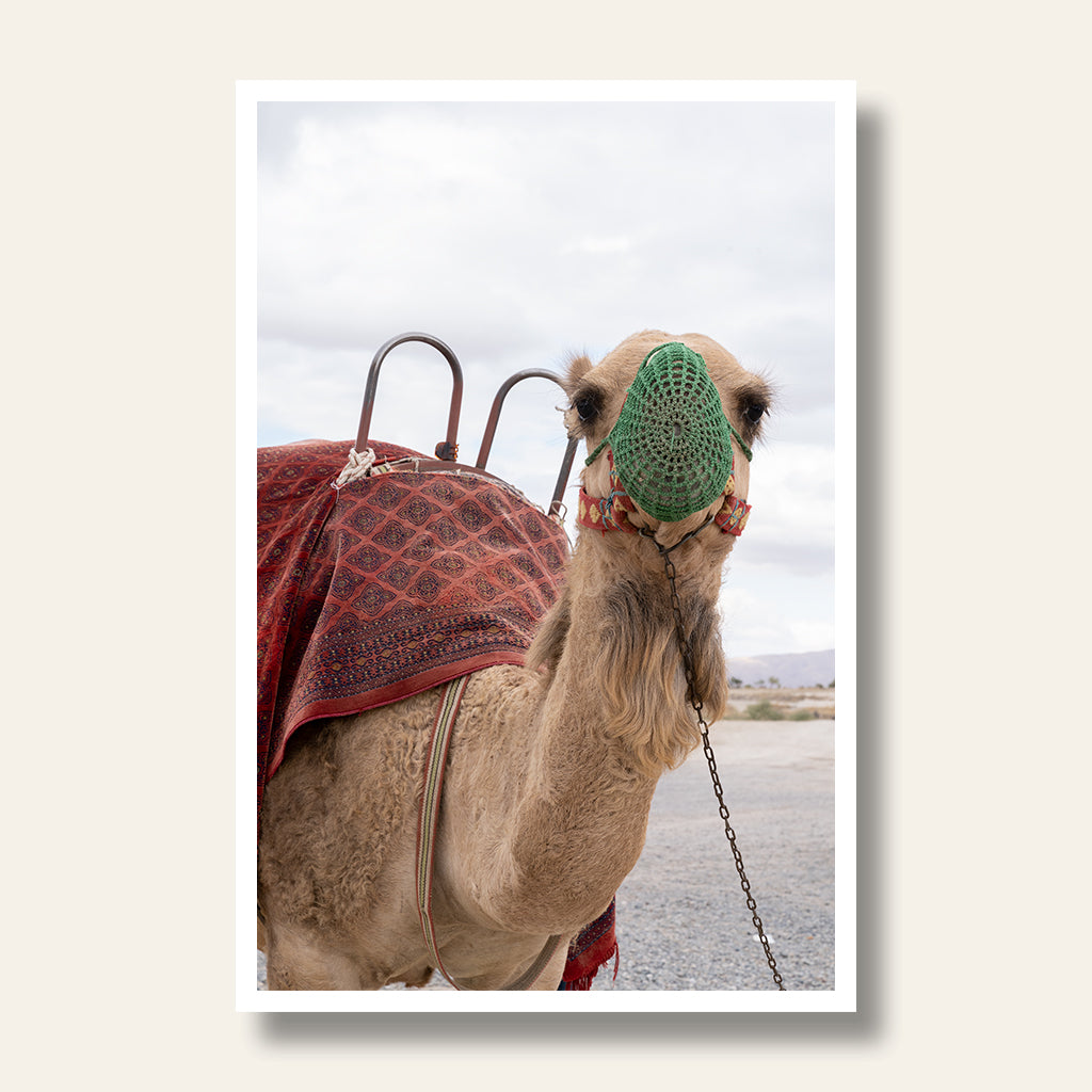 Camel