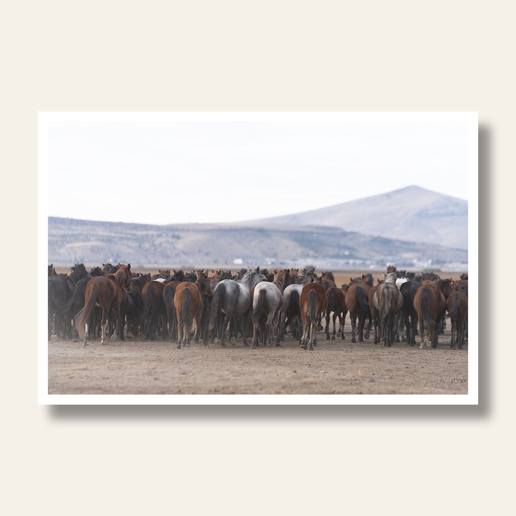 Horses Heading Home