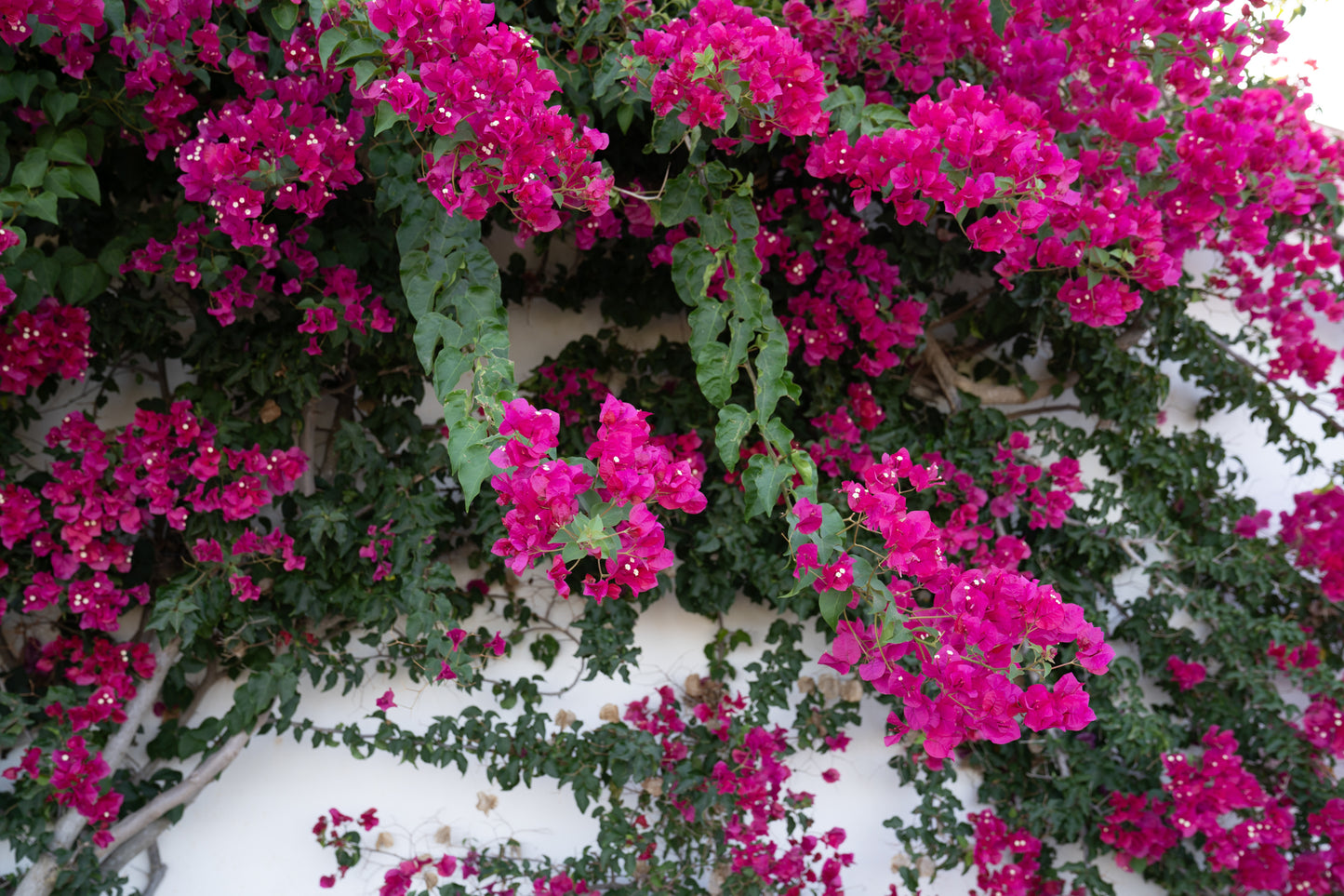 Island Flora