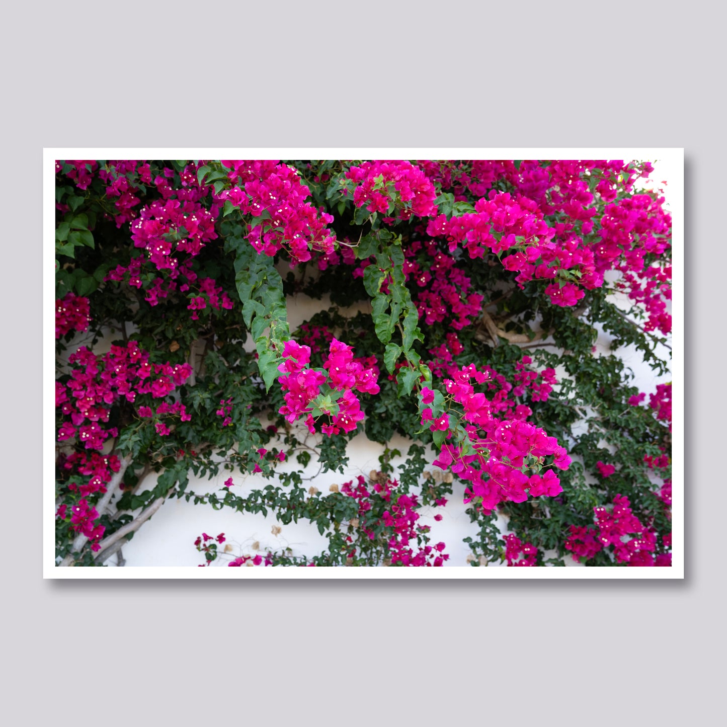 Island Flora