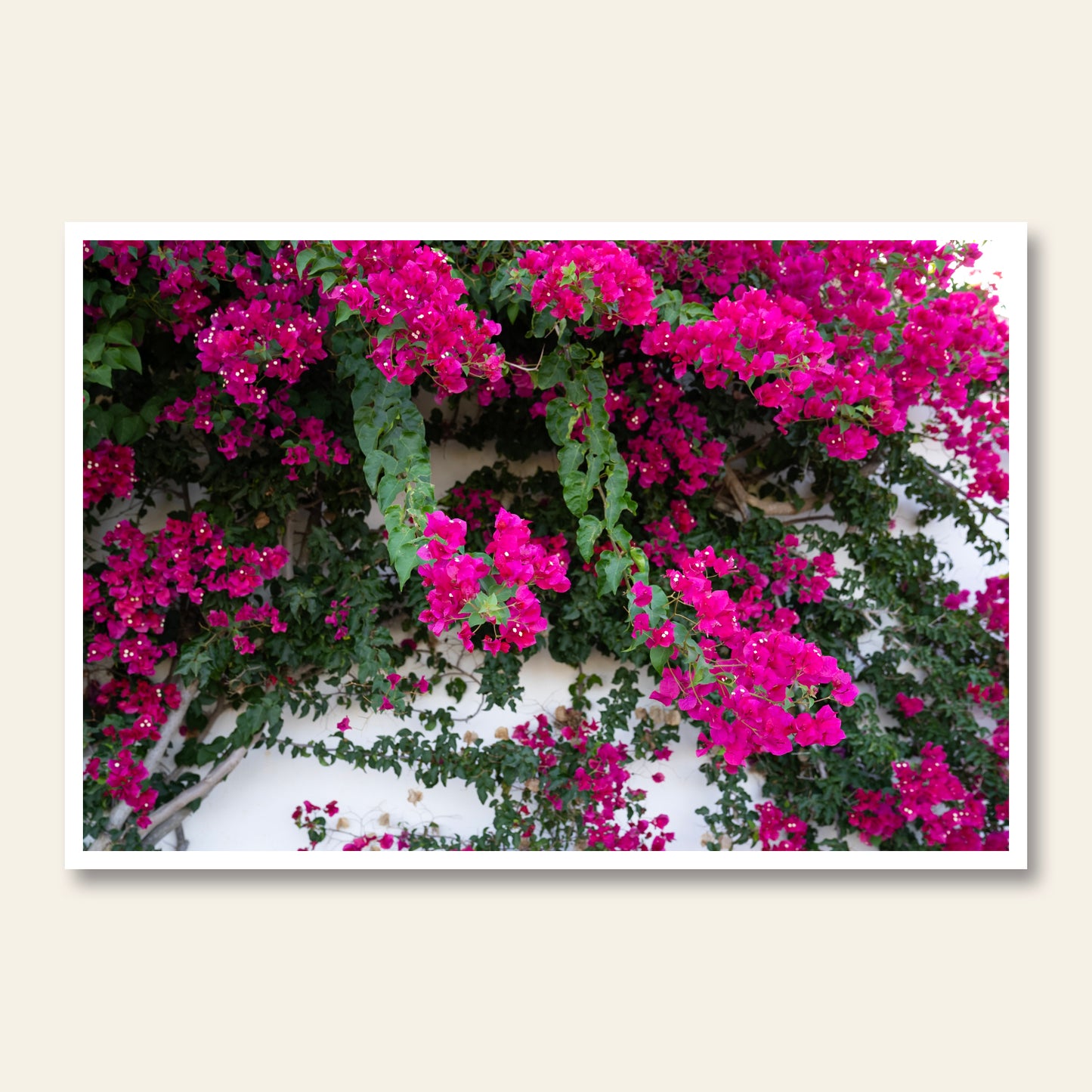 Island Flora