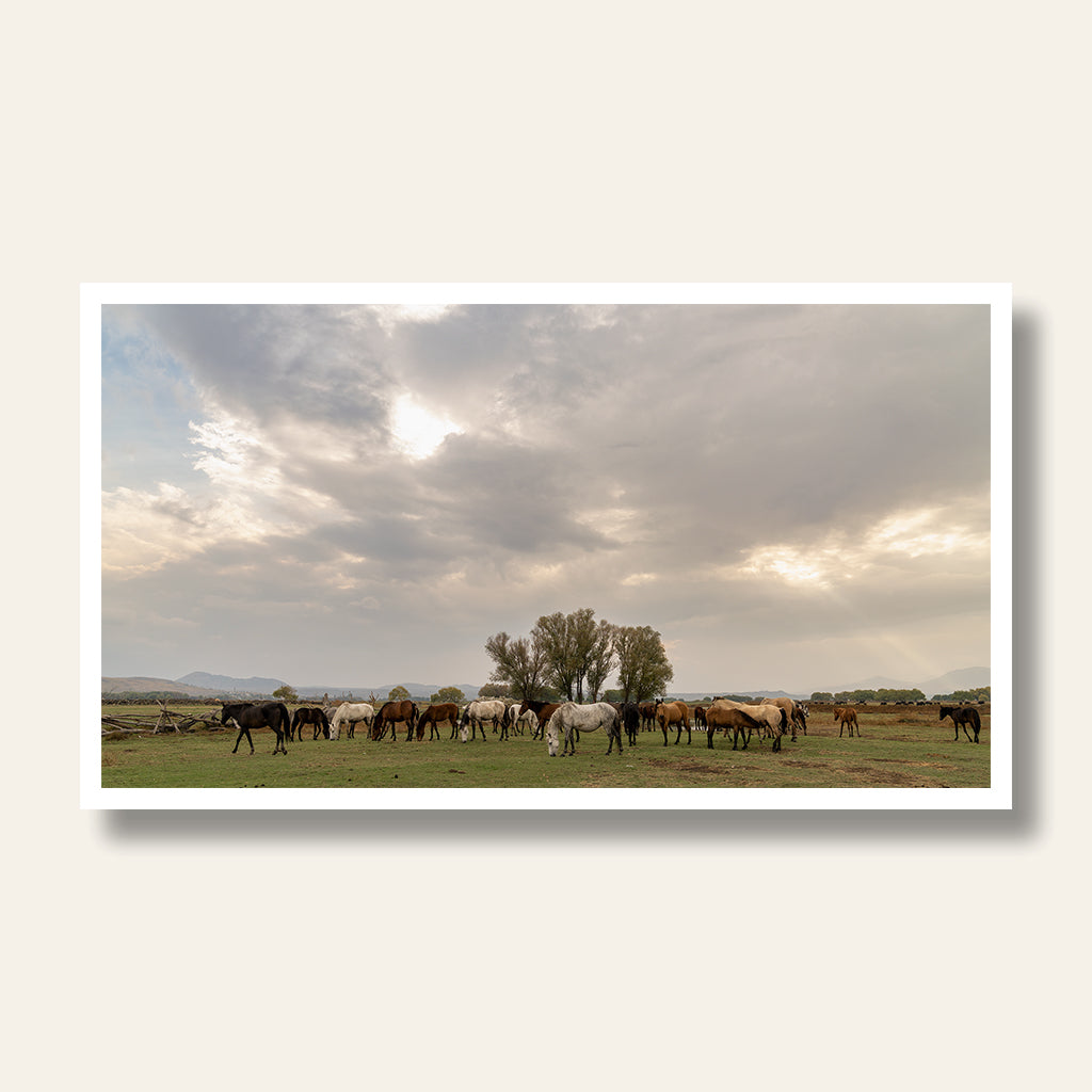 Morning Pasture