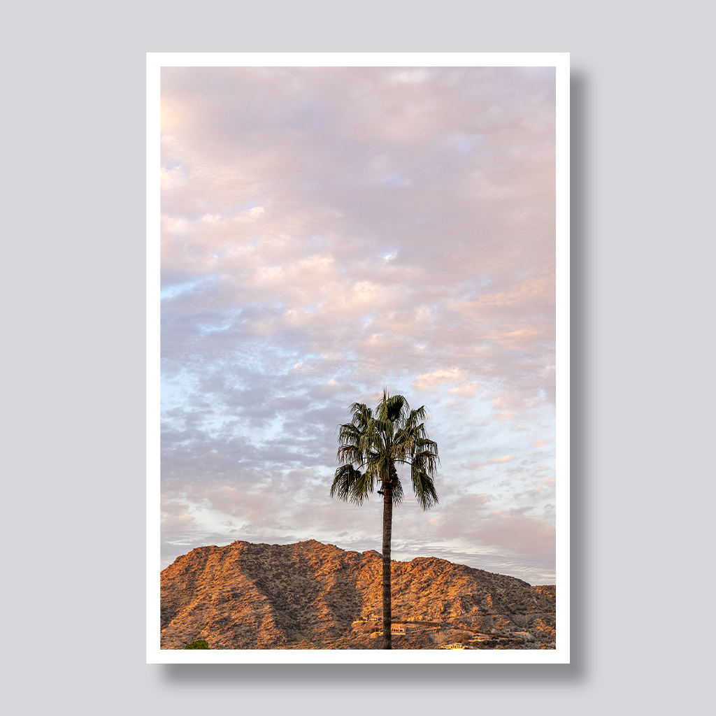 Palm Tree in the Sonoran Desert Vertical