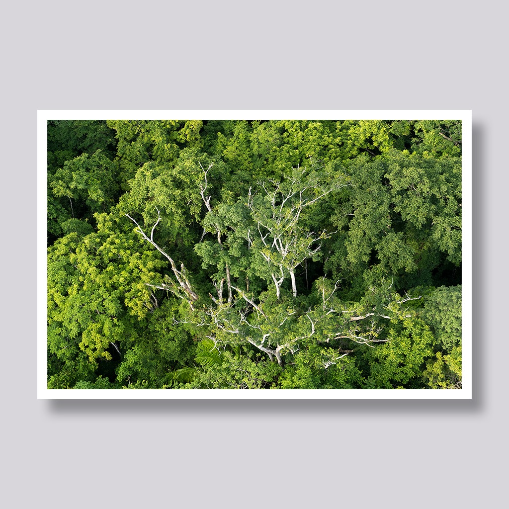 Rainforest Canopy