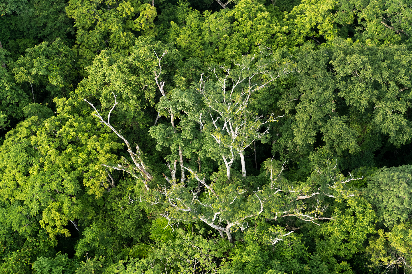Rainforest Canopy