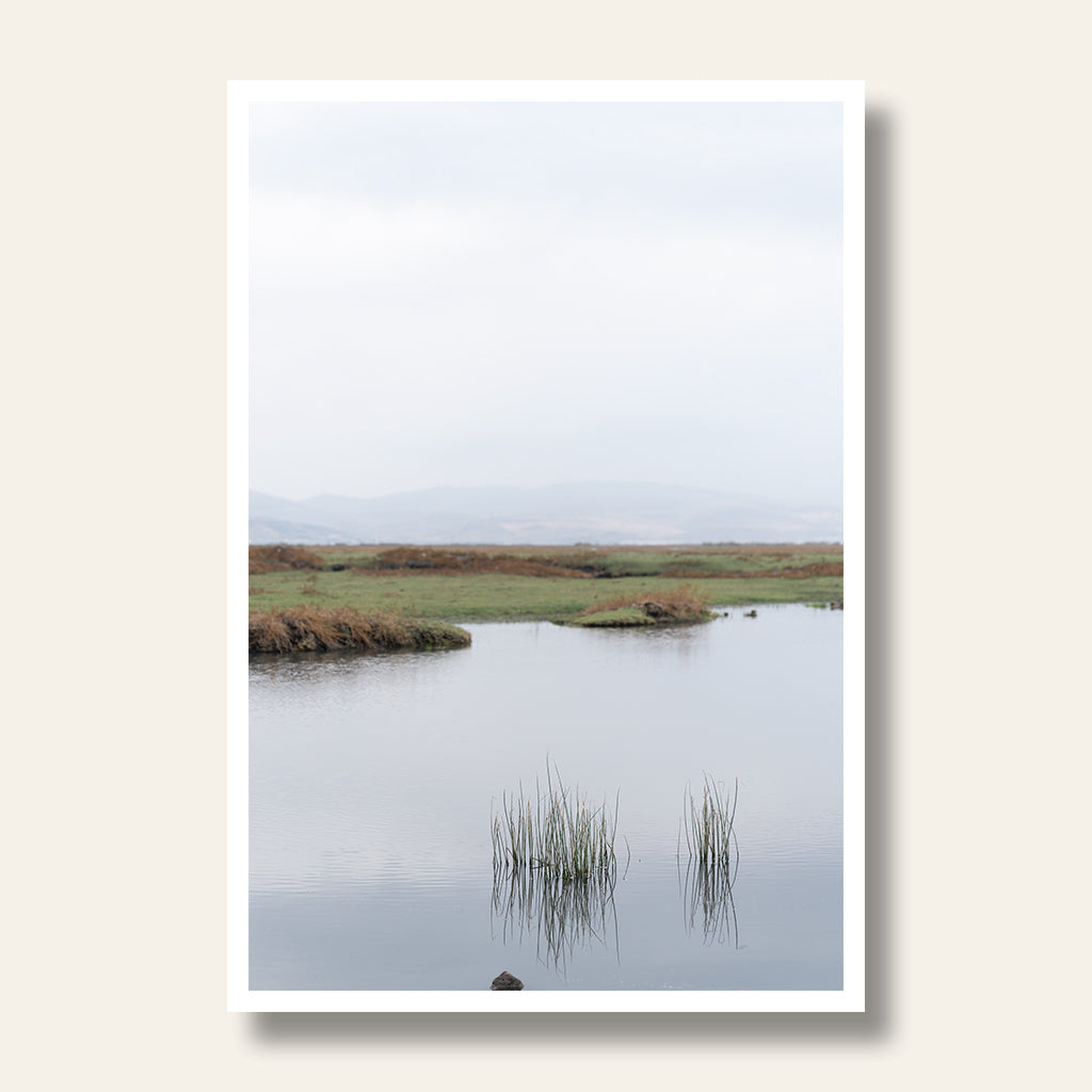 Reeds