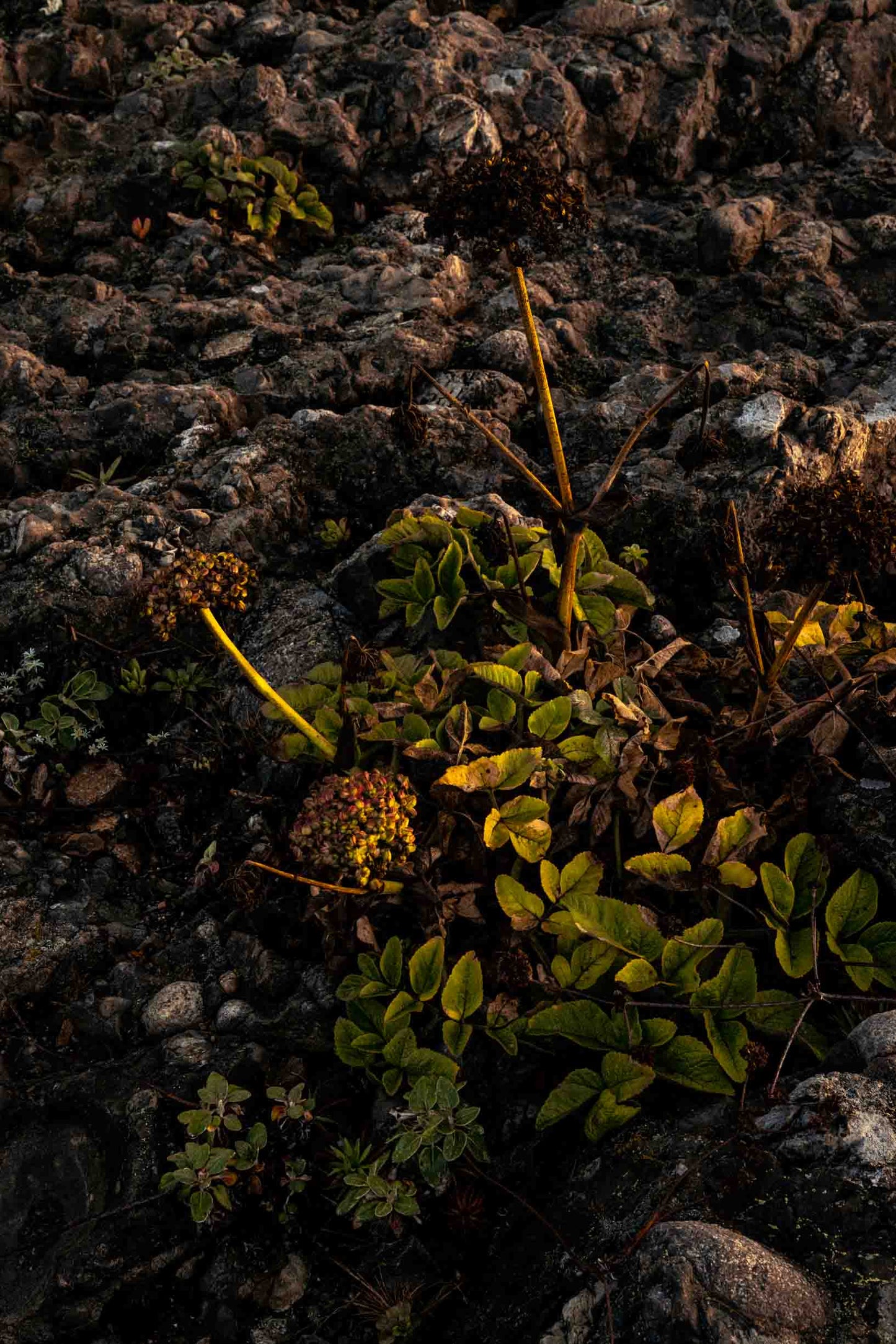 Rock Bloom