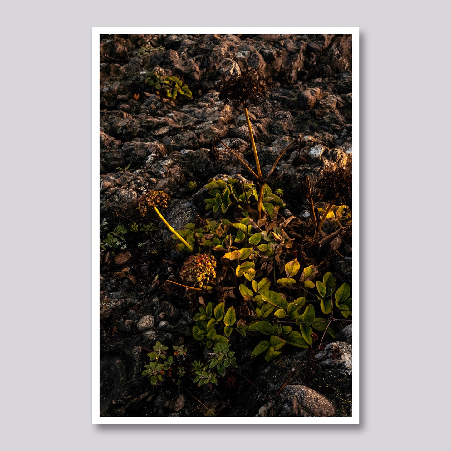 Rock Bloom