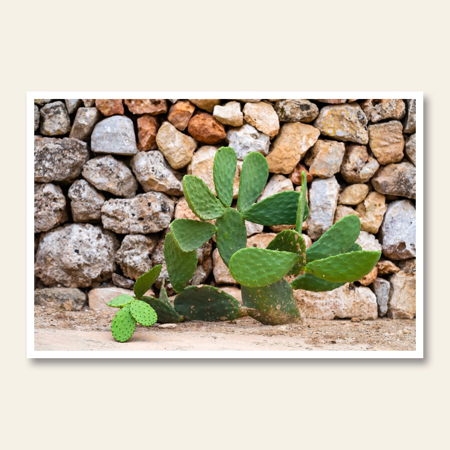 Stone and Succulent