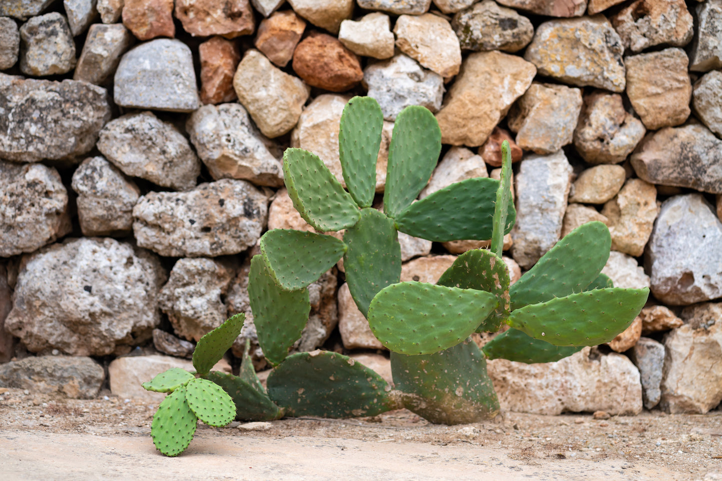 Stone and Succulent