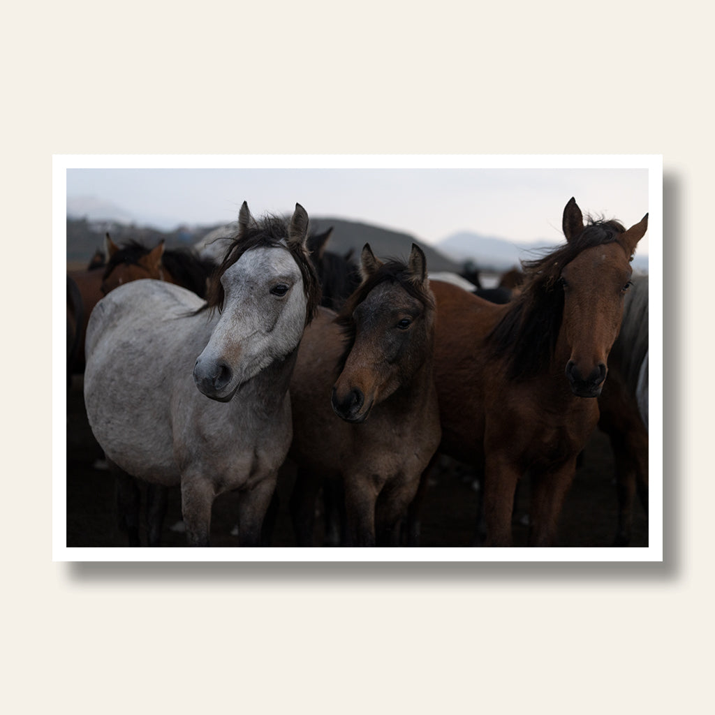 Three Horses