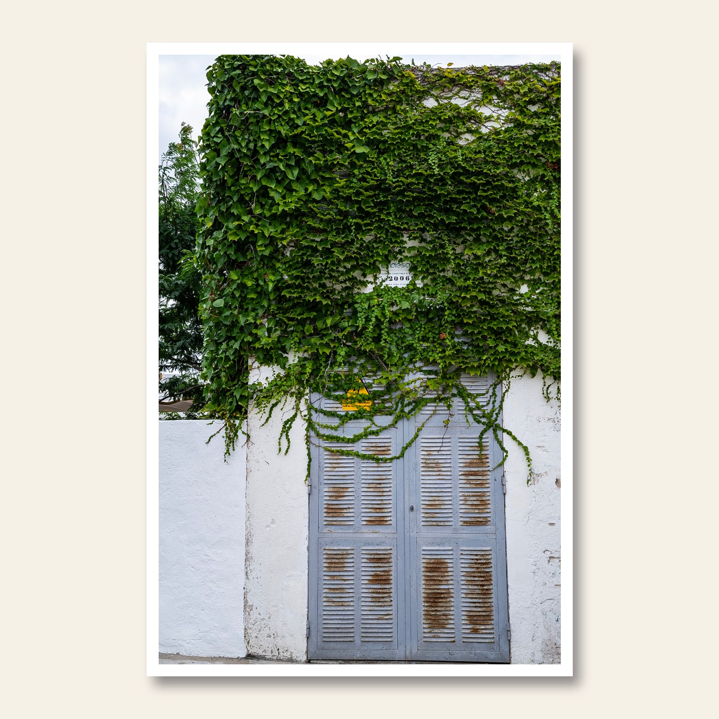 Vine Veiled