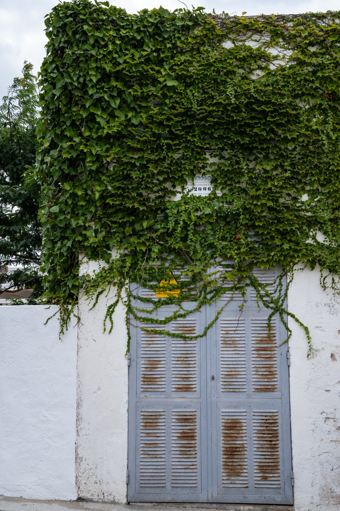 Vine Veiled