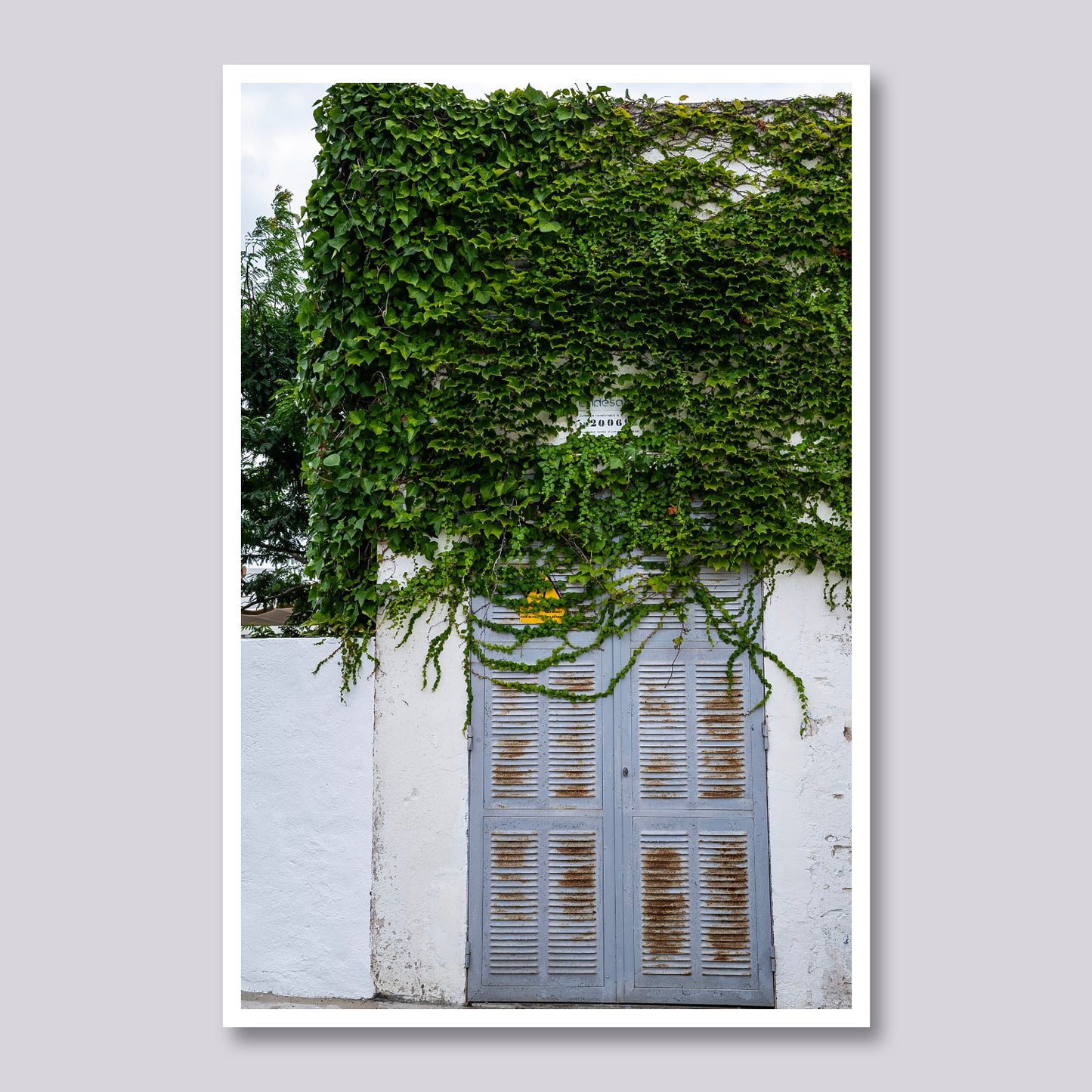 Vine Veiled