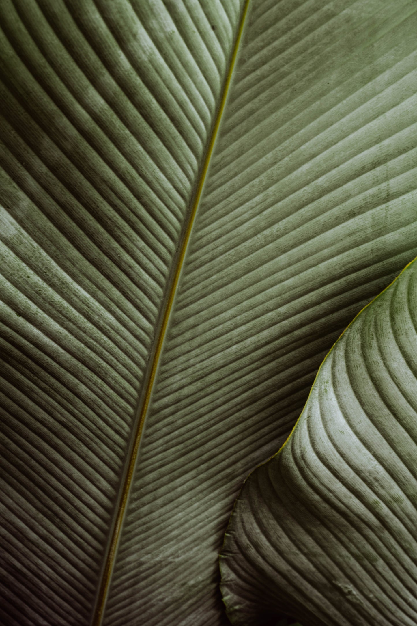 Palm