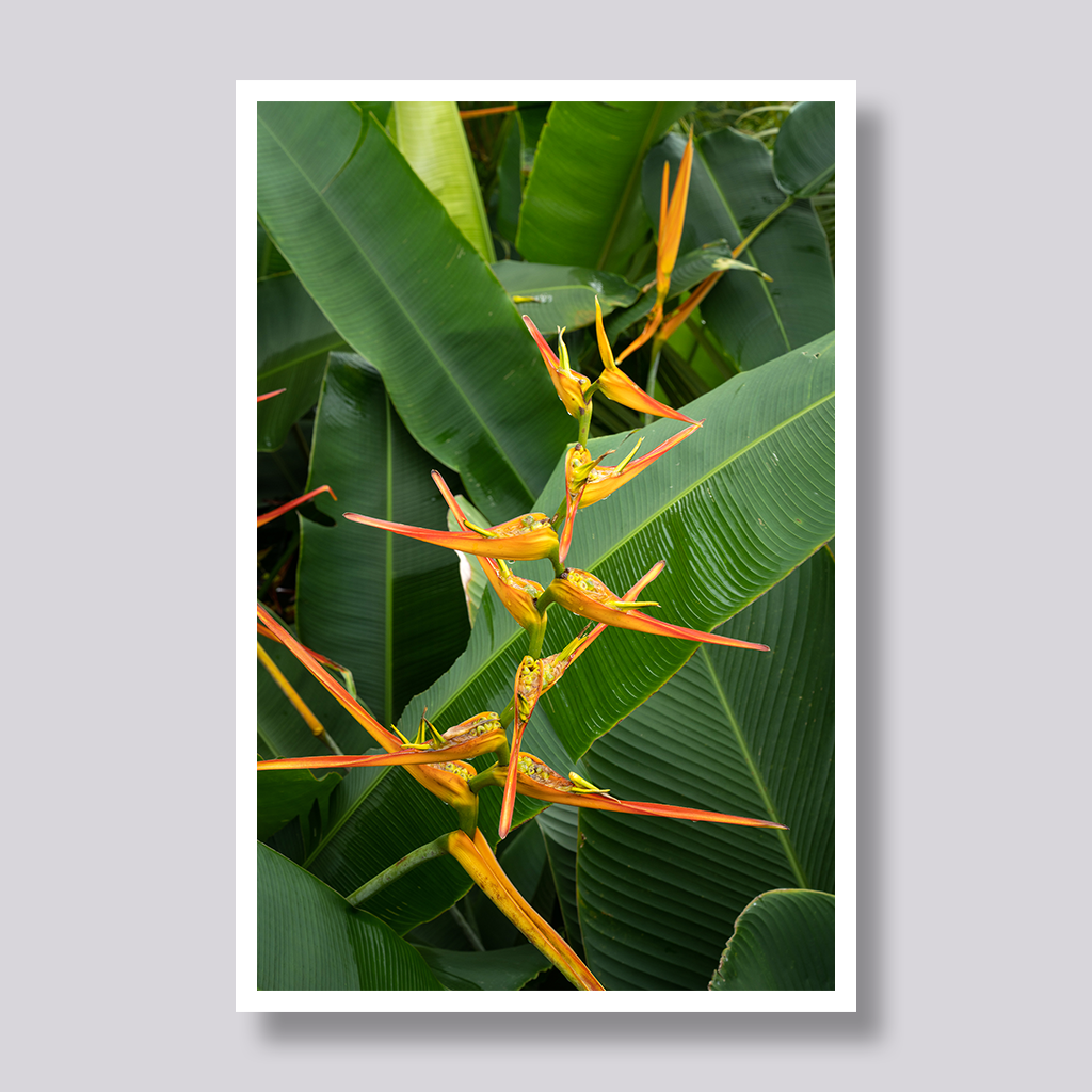 Bird of Paradise