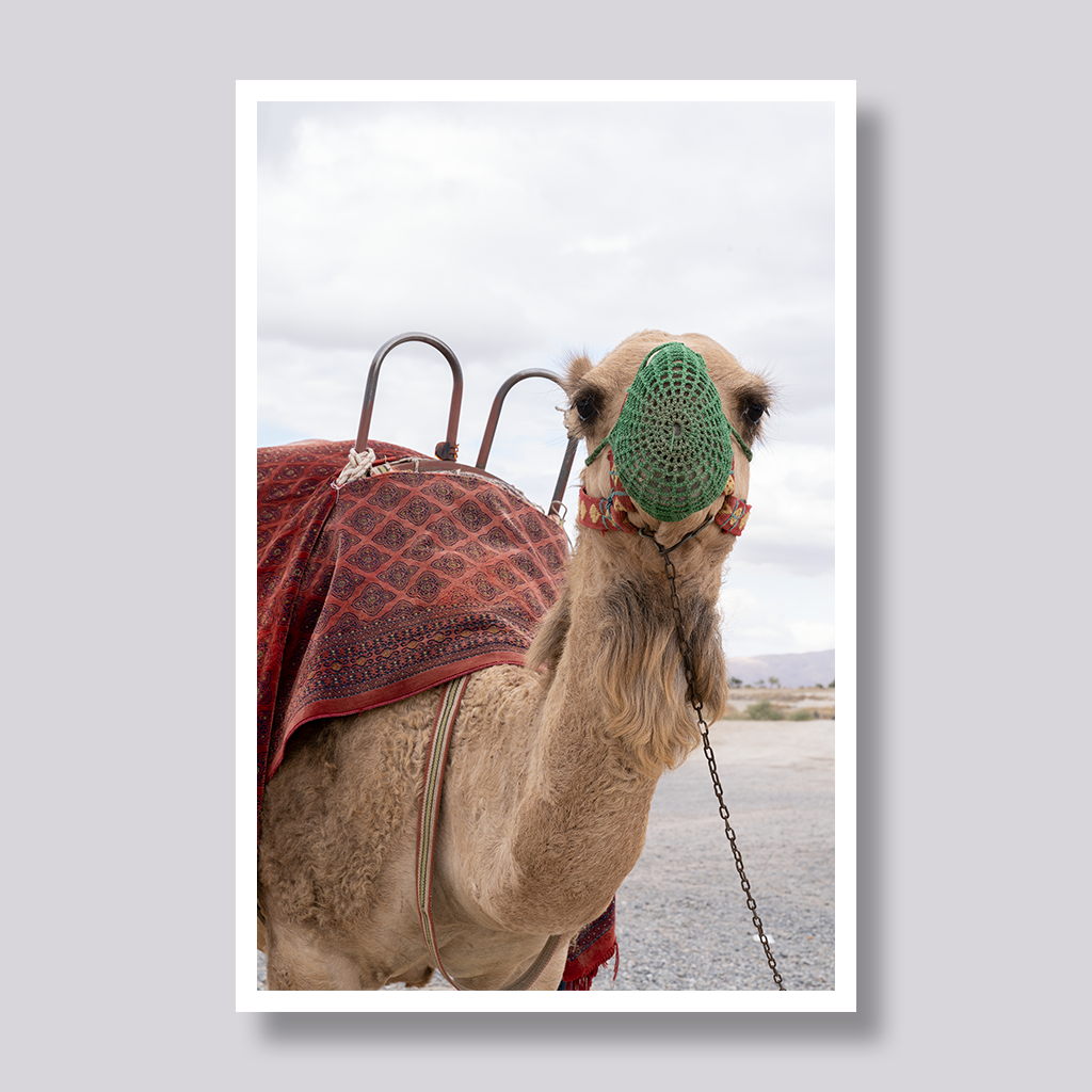 Camel