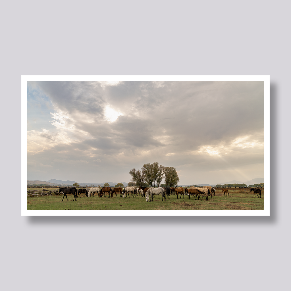 Morning Pasture