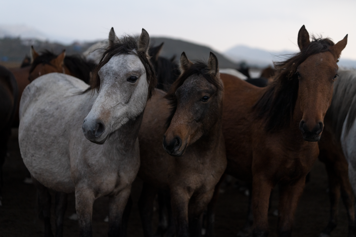 Three Horses
