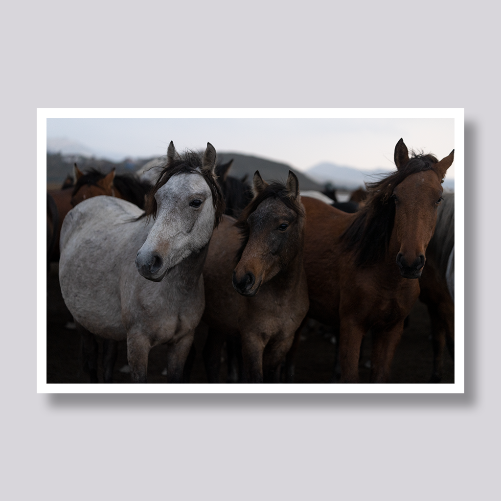 Three Horses