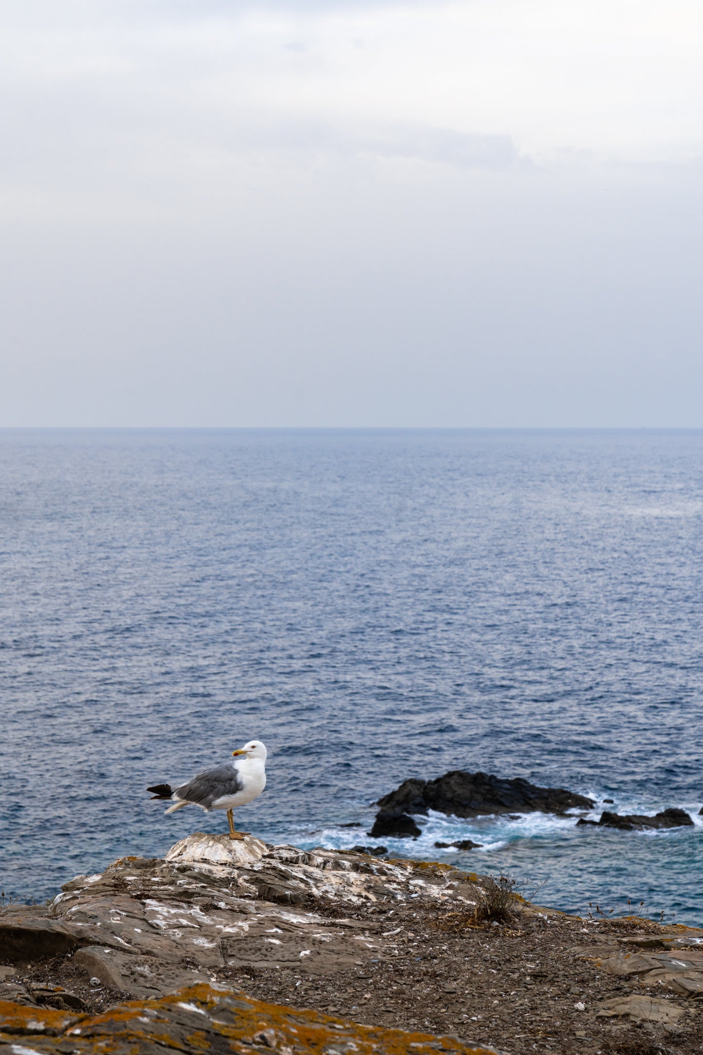 Gull's Perch