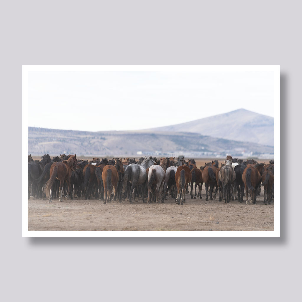 Horses Heading Home
