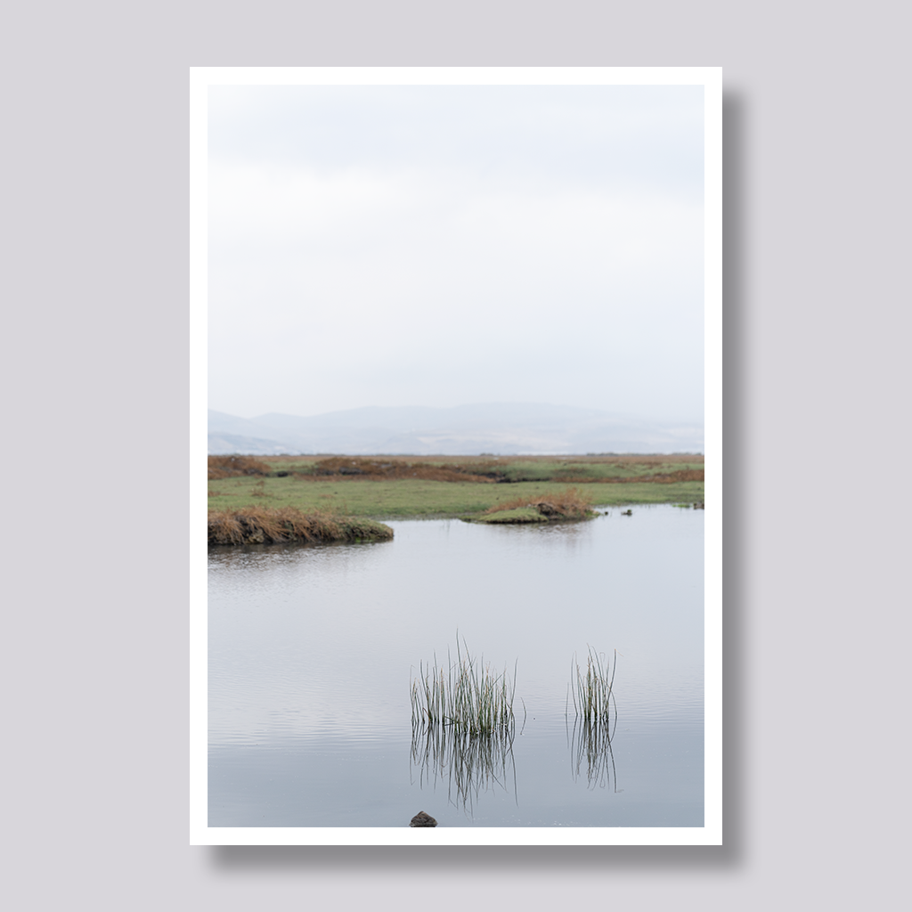 Reeds